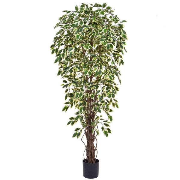 Liana Ficus Tree in Pot 180cm