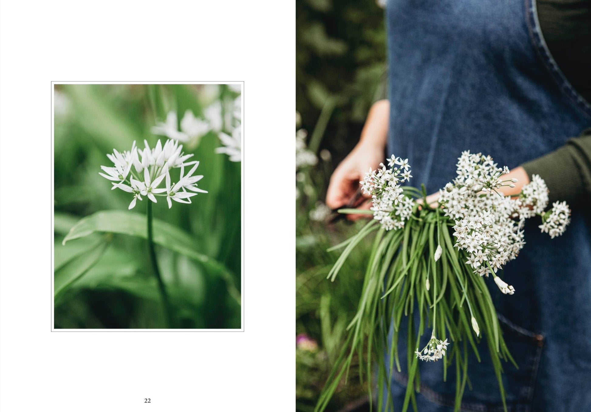 Living with Herbs - LUXONAS