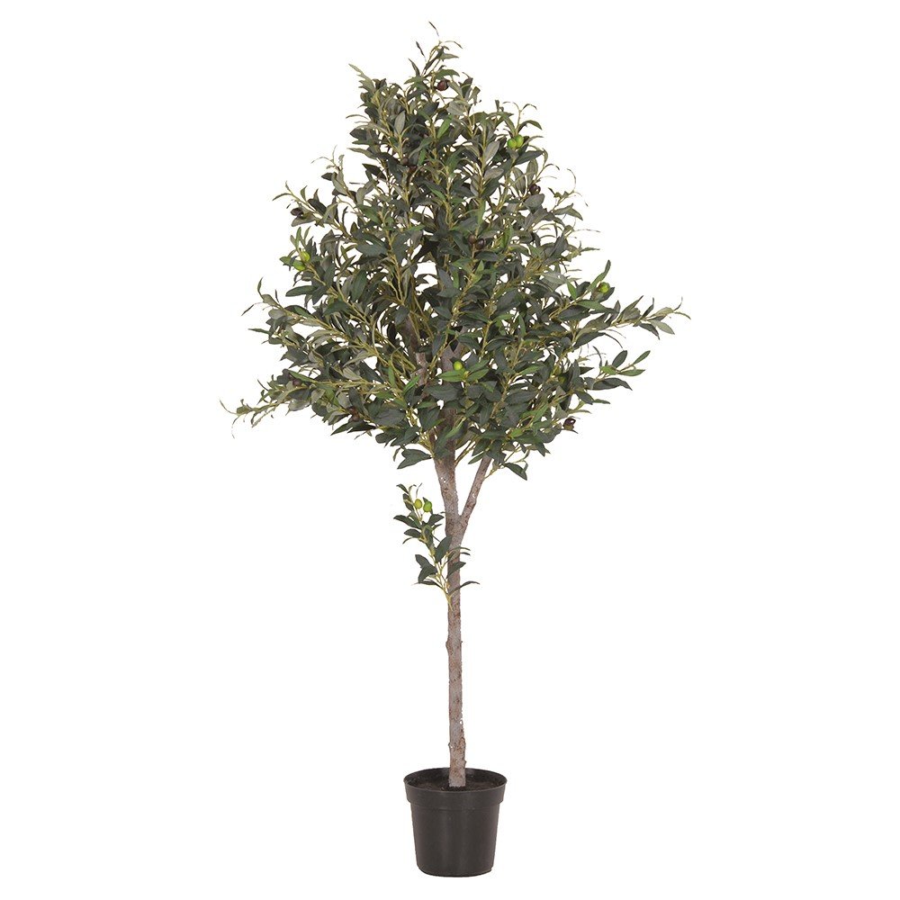 Natural Large Olive Topiary in Black Plastic Pot