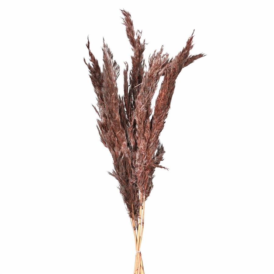 Natural Pampas Grass - Real Dried Flowers - LUXONAS
