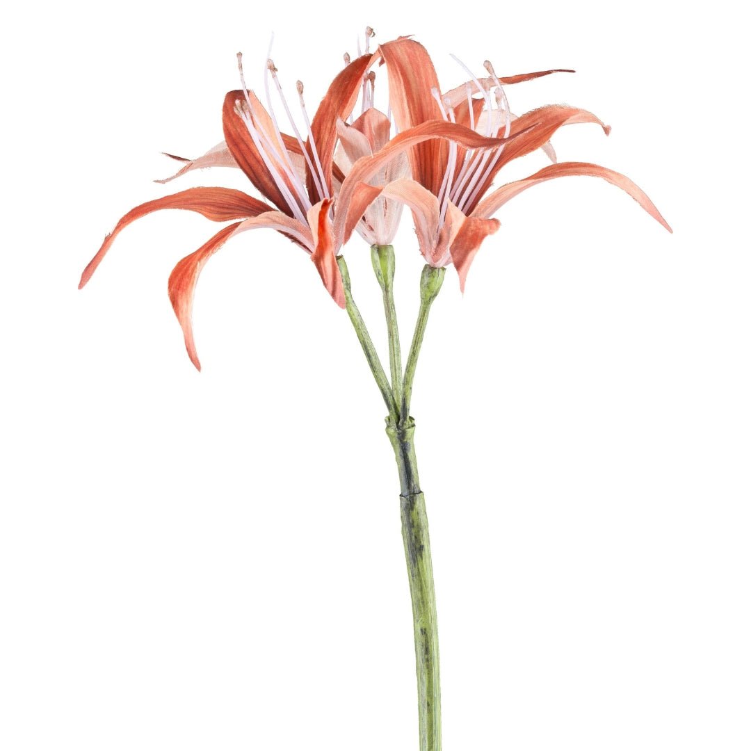 Nerine Cinnamon 83cm - LUXONAS