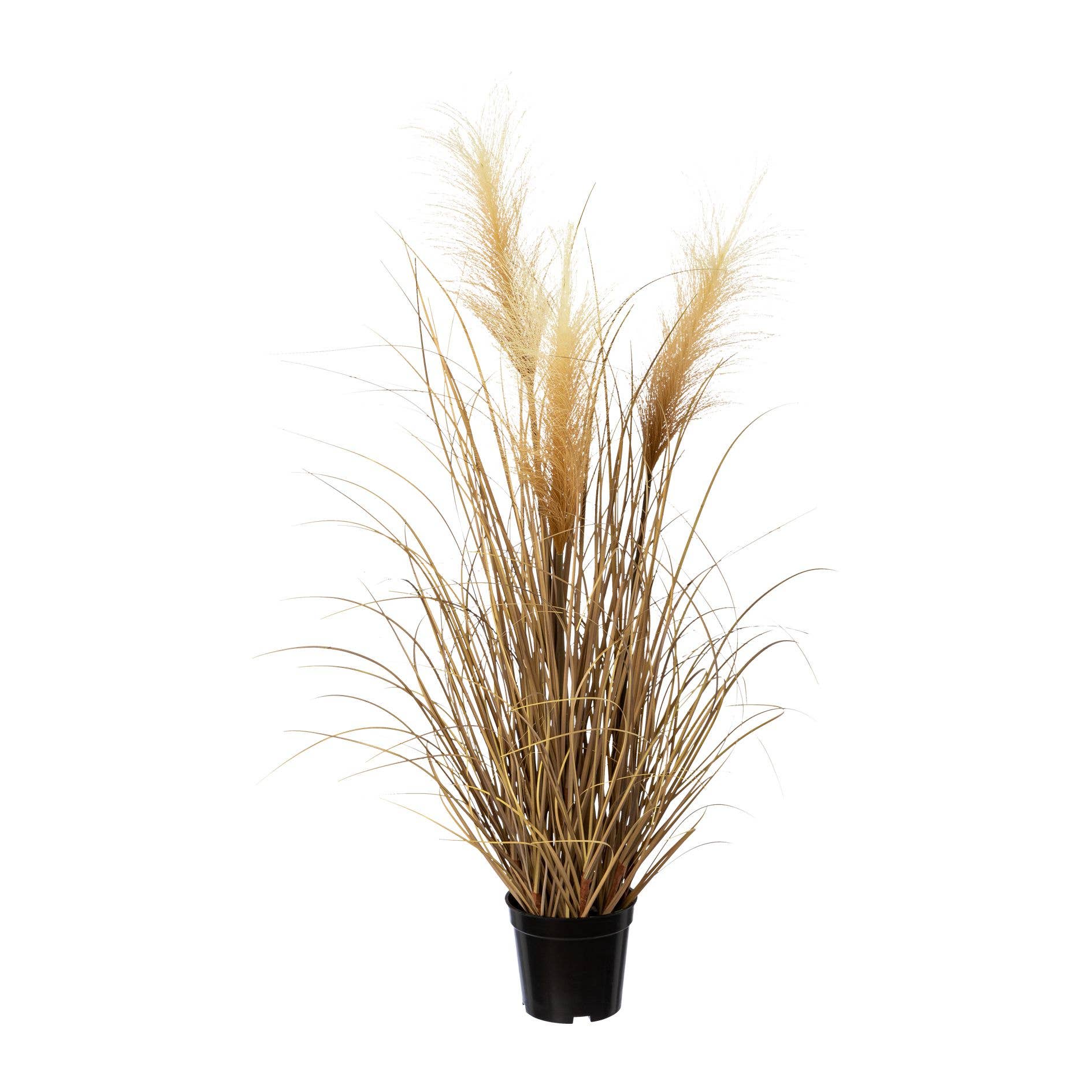 Pampas Grass in Pot 76cm - LUXONAS