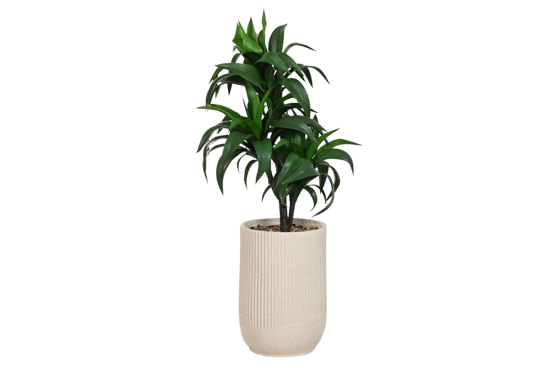 Parlor Palm n/Cream Pot - LUXONAS