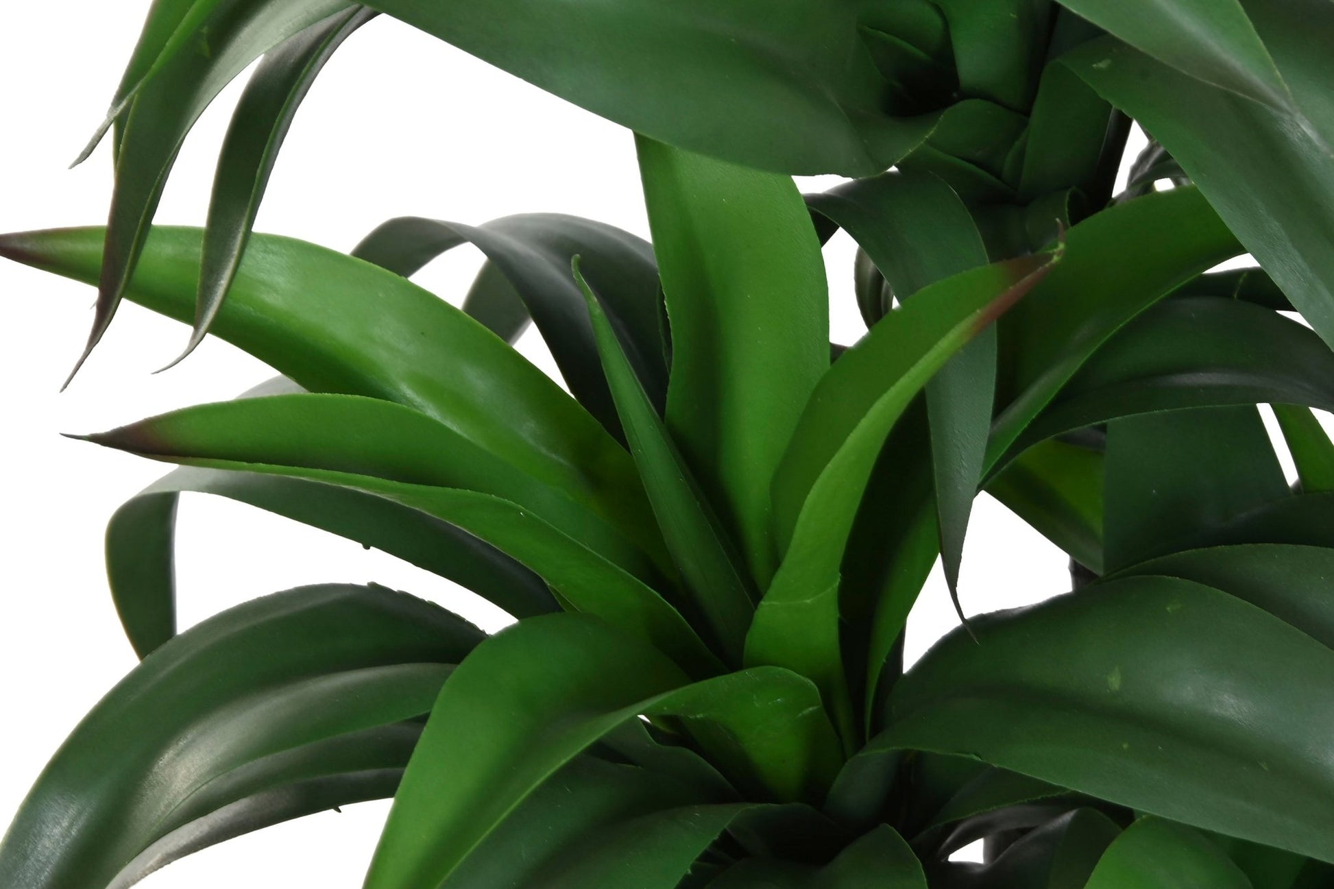 Parlor Palm n/Cream Pot - LUXONAS