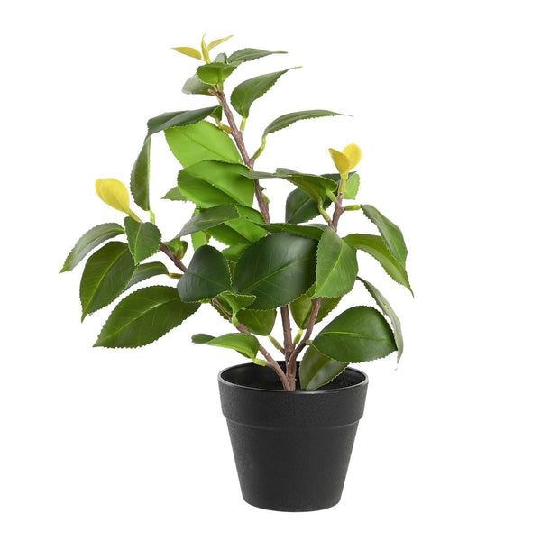 Plant Pot Made of Polyethylene and Polypropylene