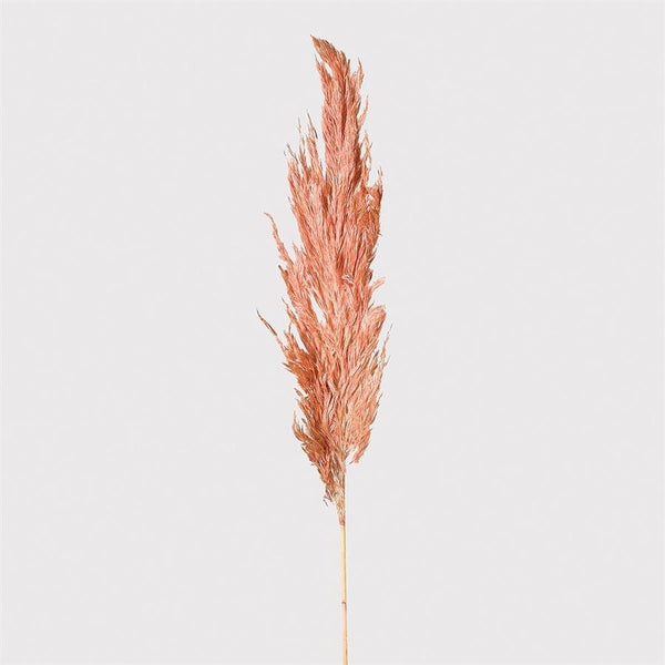 Real Honey Pampas Grass