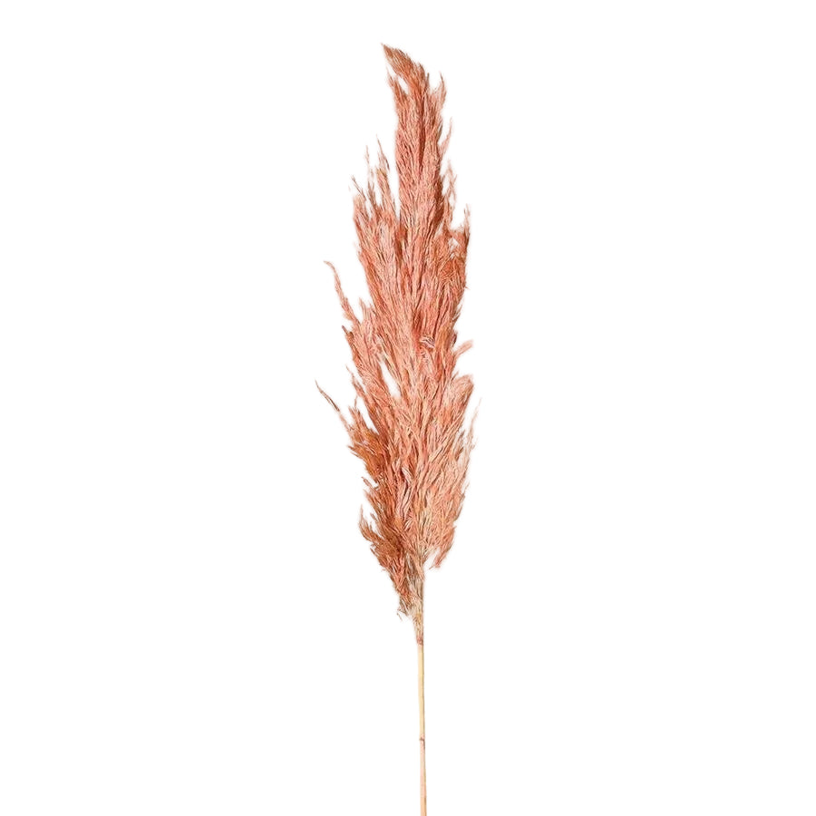 Real Honey Pampas Grass