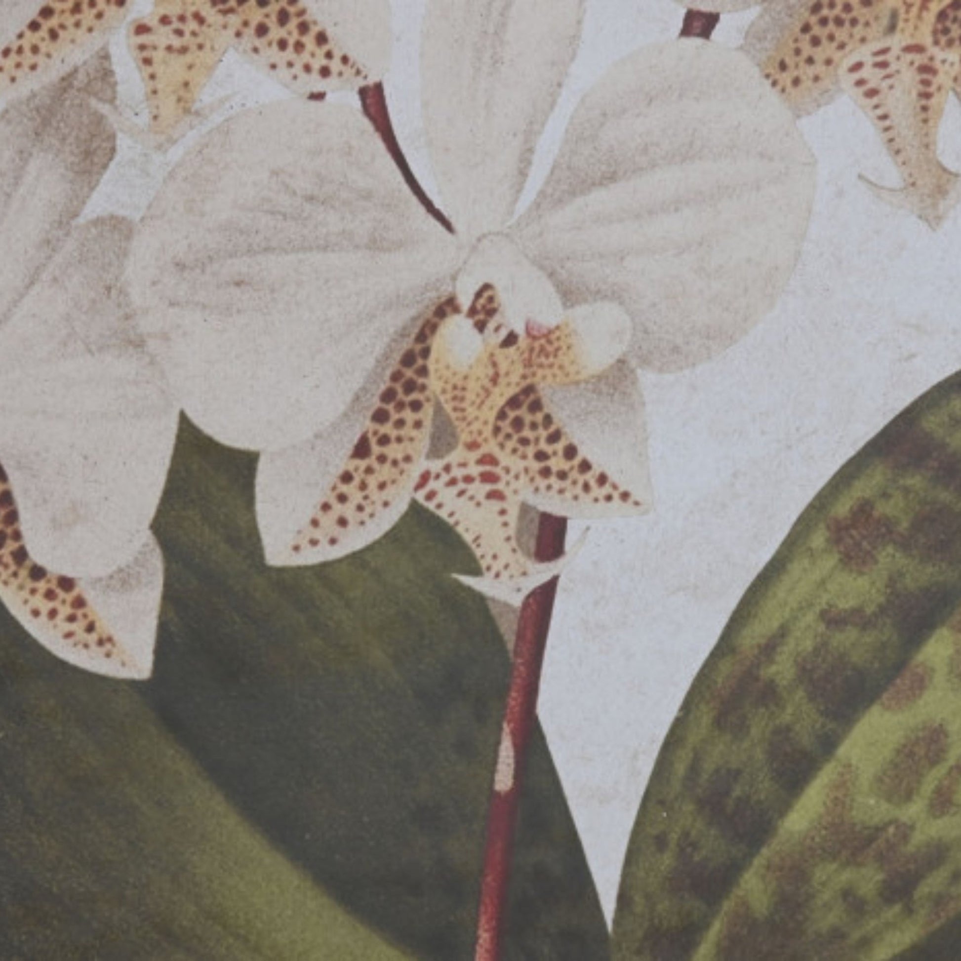 S/2 Orchid Frames - LUXONAS