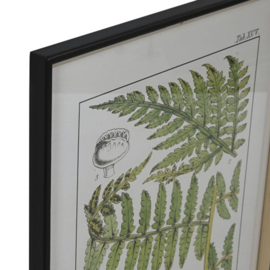 S/6 Fern Paintings