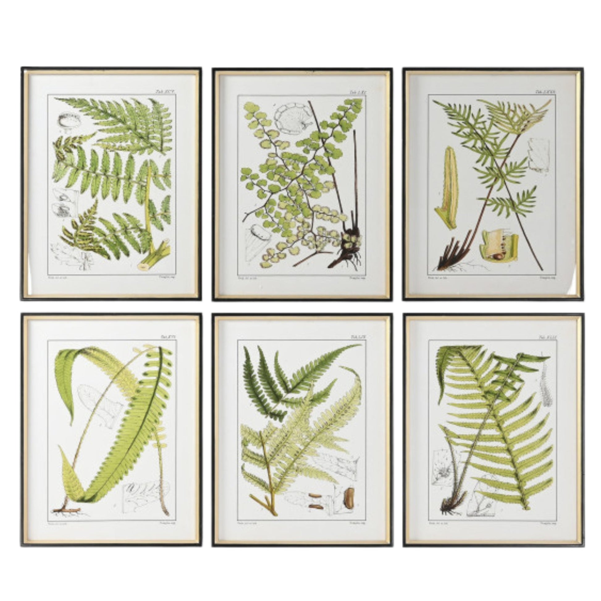 S/6 Fern Paintings - LUXONAS