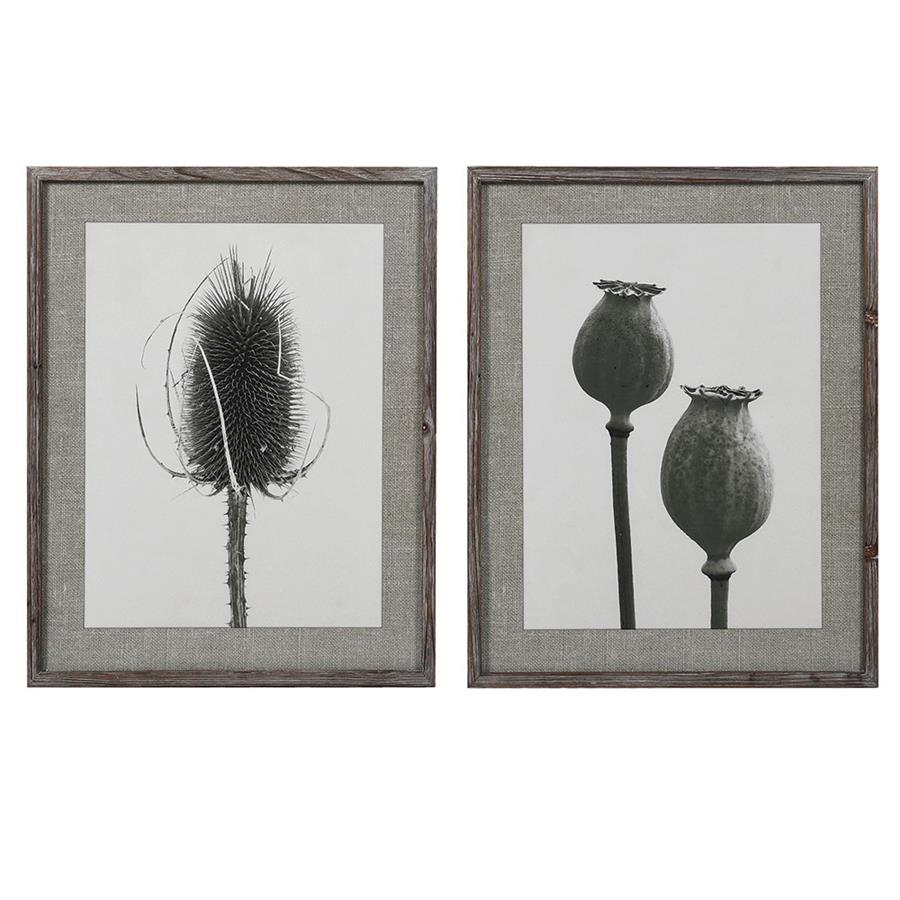 Set of 2 Framed Poppy and Teasel Botanical Prints