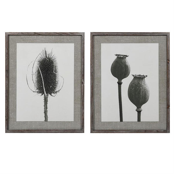 Set of 2 Framed Poppy and Teasel Botanical Prints