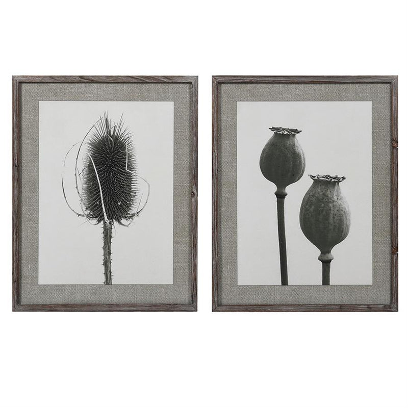Set of 2 Framed Poppy and Teasel Botanical Prints