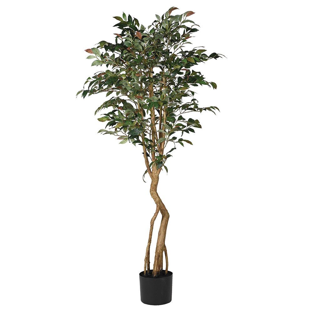 Tall Blush Mountain Laurel Tree in Black Pot