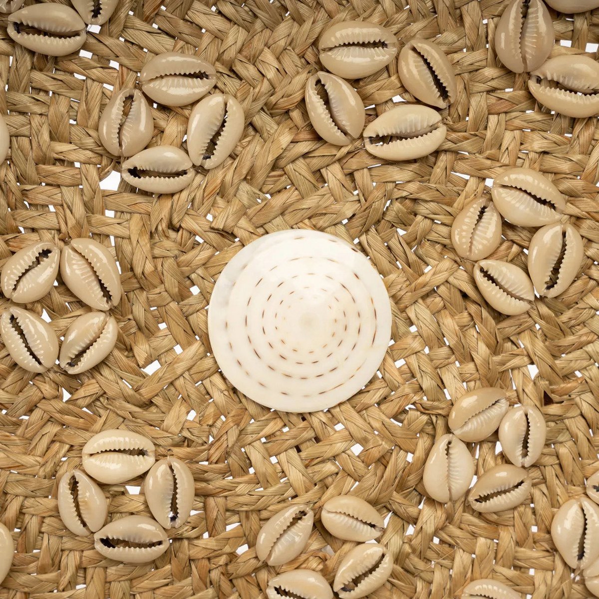 The Caribe Shell Plate - Natural White - M - LUXONAS HOME