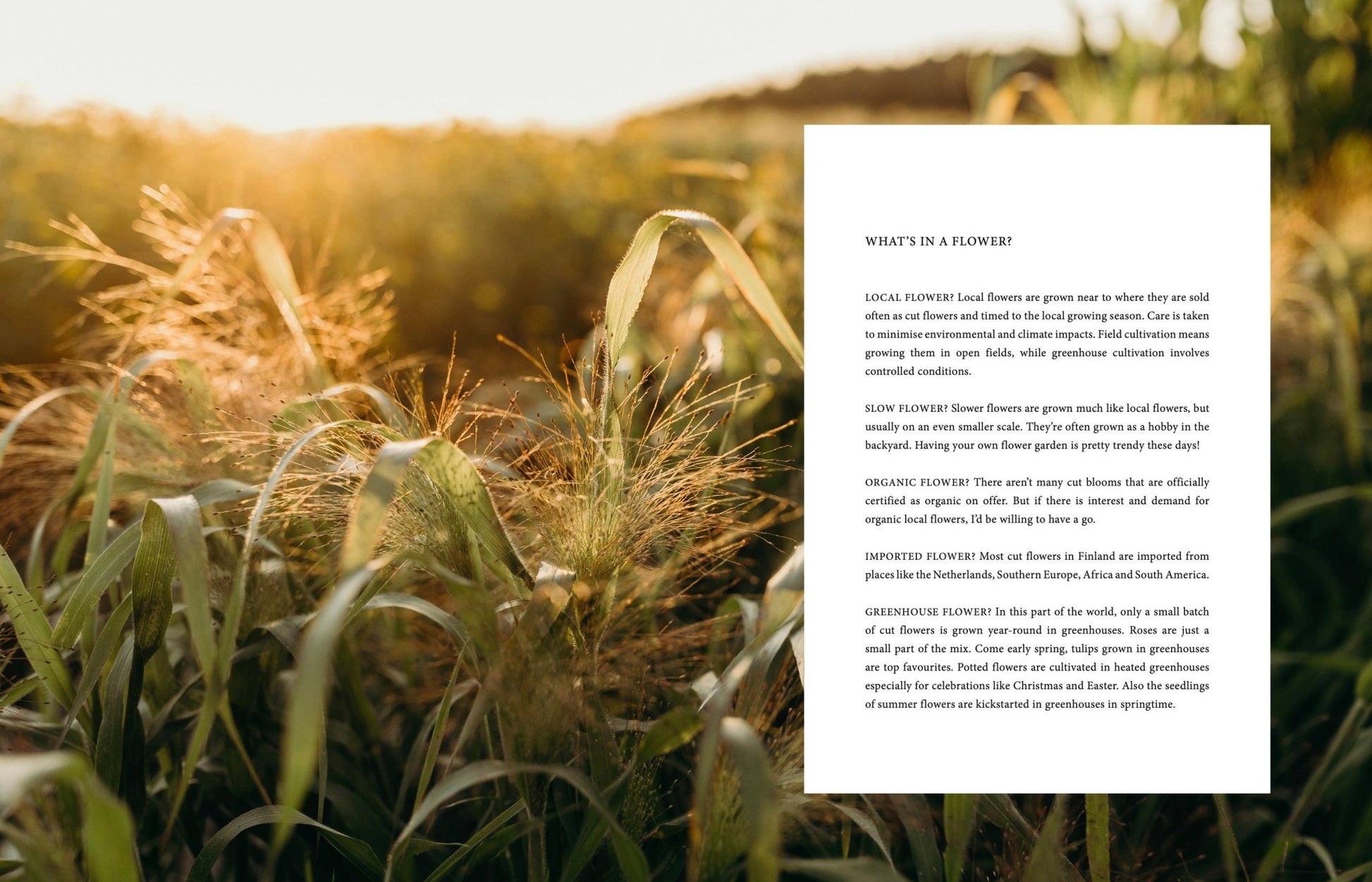 Where Flowers Bloom - LUXONAS