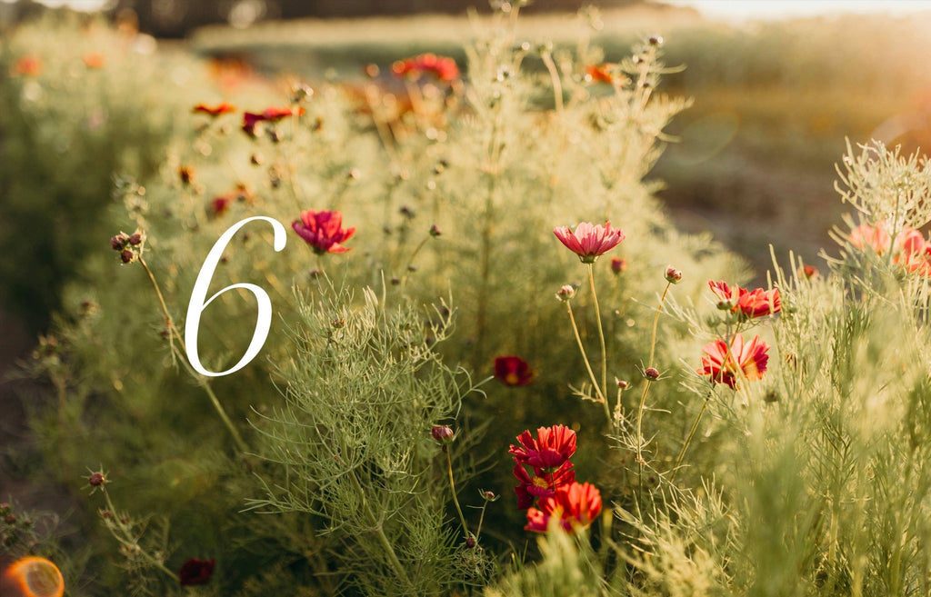 Where Flowers Bloom - LUXONAS