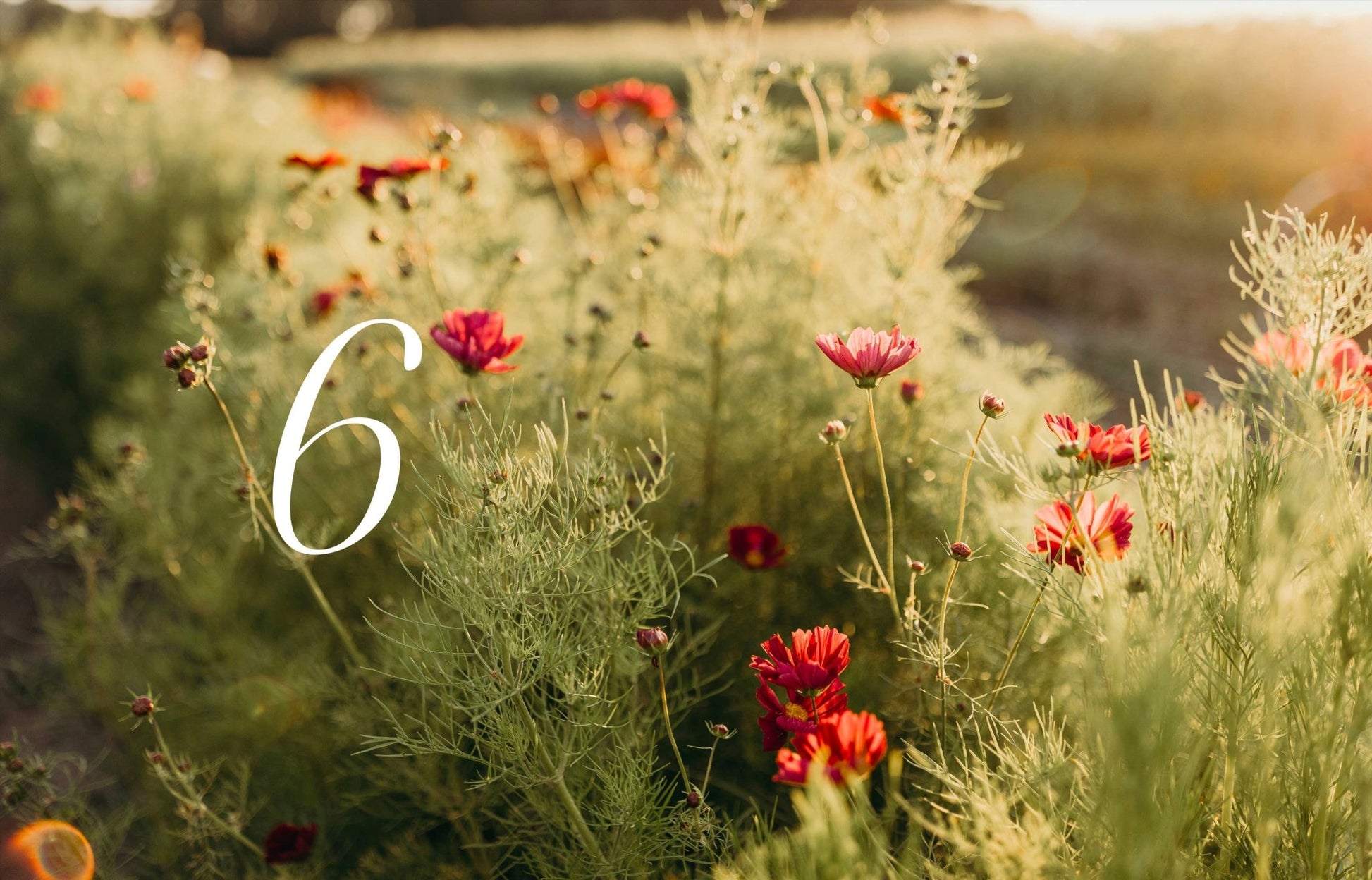 Where Flowers Bloom - LUXONAS