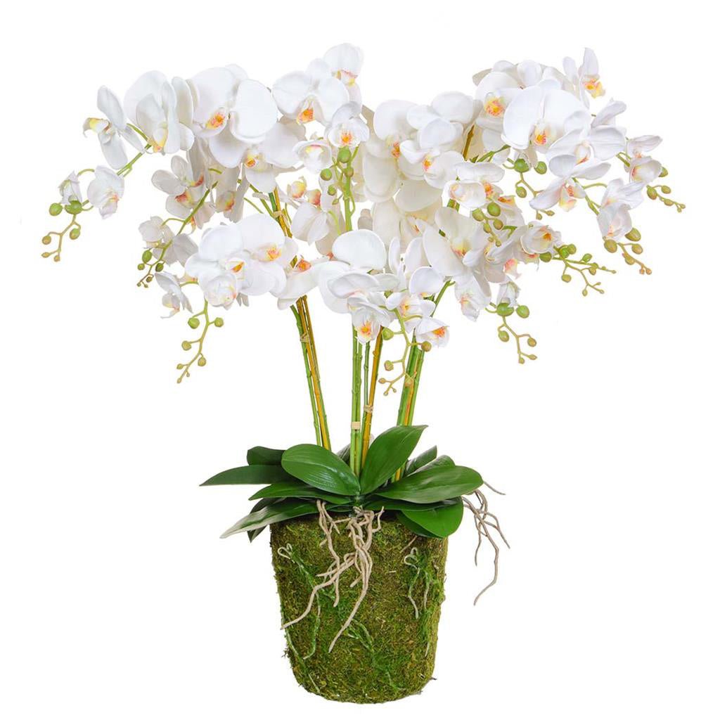 White Orchid with Moss Base 90cm - LUXONAS
